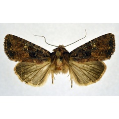 /filer/webapps/moths/media/images/S/satellitis_Feliniopsis_A_NHMO.jpg