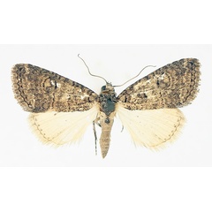 /filer/webapps/moths/media/images/A/abrostoloides_Proconis_AM_TMSA_01.jpg