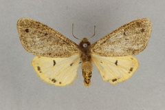 Teracotona pitmani