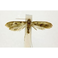 /filer/webapps/moths/media/images/A/atelopis_Ceromitia_HT_RMCA.jpg