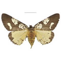 /filer/webapps/moths/media/images/B/barlowi_Nothabraxas_HT_NHMUK.jpg