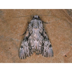 /filer/webapps/moths/media/images/L/lucidus_Archaepilocornus_A_Roland_01.jpg