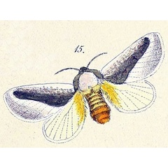 /filer/webapps/moths/media/images/N/nivosa_Asteria_HT_Felder_1874_83-15.jpg
