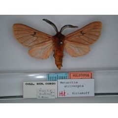 /filer/webapps/moths/media/images/A/atrivenata_Metarctia_HT_RMCA_01.jpg