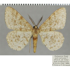 /filer/webapps/moths/media/images/S/suffumosa_Colocleora_AF_ZSM.jpg