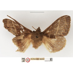 /filer/webapps/moths/media/images/I/incompta_Eriogaster_HT_NHMUK.jpg