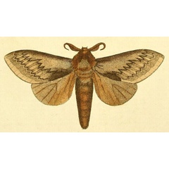 /filer/webapps/moths/media/images/O/otus_Pachypasa_Drury1_16_3.jpg