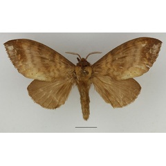 /filer/webapps/moths/media/images/P/punctilimbata_Mallocampa_AF_Basquin_02.jpg