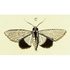 /filer/webapps/moths/media/images/A/amphix_Lyncestis_Cramer2_134_C.jpg