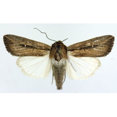 /filer/webapps/moths/media/images/C/curvula_Leucania_AM_ISEA_01.jpg