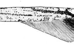 Phodoryctis tephrosiella