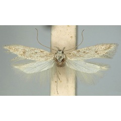 /filer/webapps/moths/media/images/O/ochracea_Scrobipalpa_PTM_TMSA.jpg