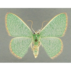 /filer/webapps/moths/media/images/P/pictifimbria_Prasinocyma_AF_TMSA_02.jpg