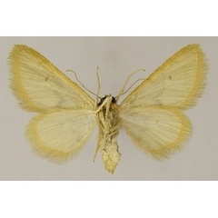 /filer/webapps/moths/media/images/S/sanctaria_Idaea_AF_ZSMb.jpg