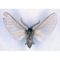 /filer/webapps/moths/media/images/C/canescens_Apisa_LT_BMNH_02.jpg