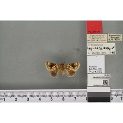 /filer/webapps/moths/media/images/L/laqueata_Plusia_PT_BMNHa.jpg