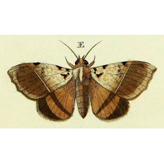 /filer/webapps/moths/media/images/I/inara_Serrodes_Cramer3_239_E.jpg