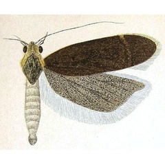 /filer/webapps/moths/media/images/I/ironica_Trichotaphe_HT_Meyrick_6-1.jpg