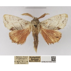 /filer/webapps/moths/media/images/N/nivea_Chionodiptera_AM_NHMUK_02.jpg