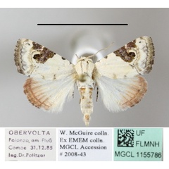 /filer/webapps/moths/media/images/E/ecthaemata_Eublemma_A_MGCLa_01.jpg