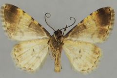 Ectropis bicolor
