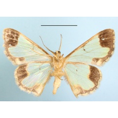 /filer/webapps/moths/media/images/P/pringlei_Zamarada_A_MGCLb_01.JPG
