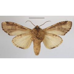 /filer/webapps/moths/media/images/S/sjostedti_Stemmatophalera_A_MGCLb_01.JPG