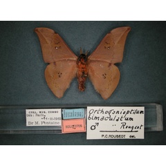 /filer/webapps/moths/media/images/B/bimaculatum_Orthogonioptilum_HT_RMCA_02.jpg