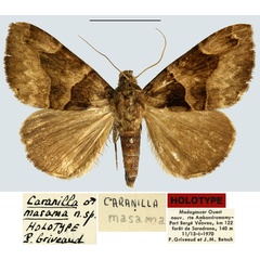 /filer/webapps/moths/media/images/M/masama_Caranilla_HT_MNHN.jpg