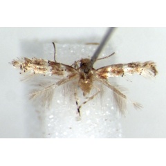 /filer/webapps/moths/media/images/M/mida_Phyllonorycter_HT_RMCA.jpg