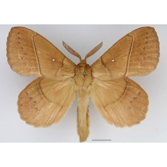 /filer/webapps/moths/media/images/M/montibia_Philotherma_AM_Basquin_03.jpg