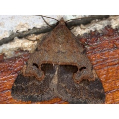 /filer/webapps/moths/media/images/A/arvorum_Baniana_A_Heyns.jpg