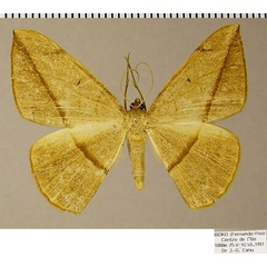 /filer/webapps/moths/media/images/C/cervinaria_Brachytrita_AF_ZSMa.jpg