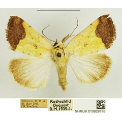 /filer/webapps/moths/media/images/C/candace_Leocyma_AF_NHMUK.jpg