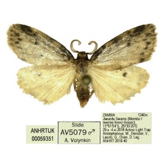 /filer/webapps/moths/media/images/P/punctata_Thumatha_AM_ANHRT_02.jpg