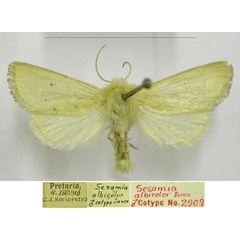 /filer/webapps/moths/media/images/A/albicolor_Sesamia_PTM_TMSA.jpg