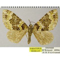 /filer/webapps/moths/media/images/D/dimorpha_Mimoclystia_PTF_ZSM.jpg