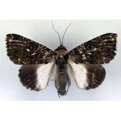 /filer/webapps/moths/media/images/N/niveipicta_Tolna_AM_RMCA.jpg