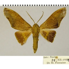 /filer/webapps/moths/media/images/P/peregrinus_Plegapteryx_AM_ZSM.jpg