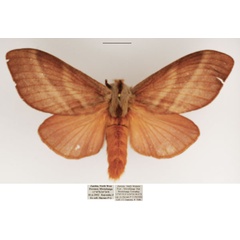 /filer/webapps/moths/media/images/P/papyroides_Pachytrina_AF_TMSA.jpg