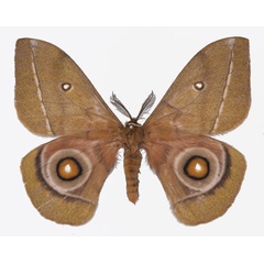 /filer/webapps/moths/media/images/C/conradsi_Gonimbrasia_AM_Basquina.jpg