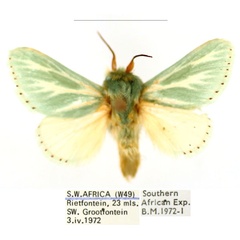 /filer/webapps/moths/media/images/A/albiramosa_Coenobasis_AM_BMNH_01_XNqXSk9.jpg