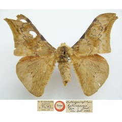 /filer/webapps/moths/media/images/D/dollmani_Orthogonioptilum_STM_NHMUKa.jpg