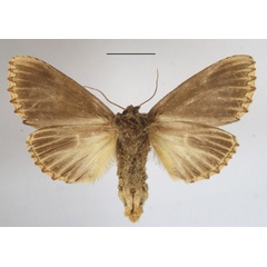 /filer/webapps/moths/media/images/L/lydenburgi_Antheua_A_MGCLb_01.JPG