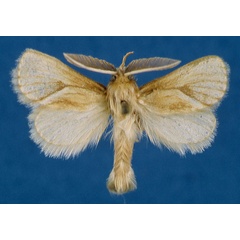 /filer/webapps/moths/media/images/A/arcifera_Mountelgonia_AM_Lehmann_01_zmgaB6G.jpg