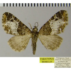 /filer/webapps/moths/media/images/S/sogai_Eupithecia_PTF_ZSM_03.jpg