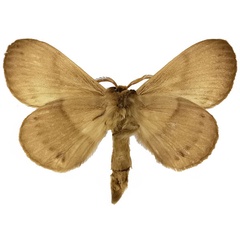 /filer/webapps/moths/media/images/F/fuscescens_Philotherma_AM_NHMUKb.jpg