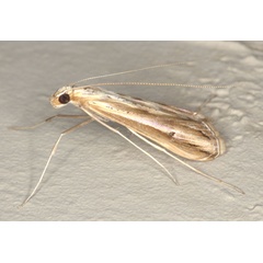 /filer/webapps/moths/media/images/V/varii_Euclasta_A_Heynsa.jpg