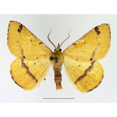 /filer/webapps/moths/media/images/S/subapicata_Lhommeia_AM_TMSA.jpg