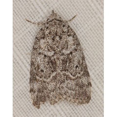 /filer/webapps/moths/media/images/R/roeselioides_Pardasena_A_Heyns_02.jpg